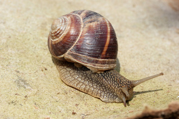 Snail