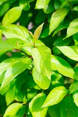 Green leaves background