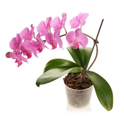 Pink Orchid flower