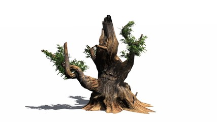 Bristlecone pine tree - separated on white background