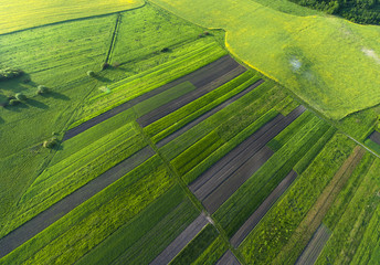 Aerial view on yellow fields