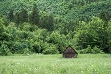 Cabin in the woods
