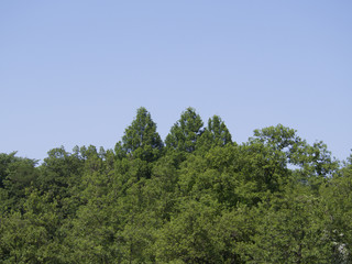 Obraz premium Early summer of trees 青空下の、初夏の木々