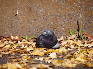 pigeon
ハト