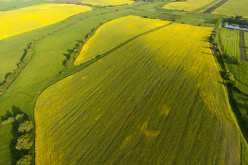 Aerial view on yellow fields