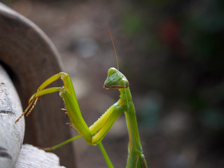 Mantis
カマキリ