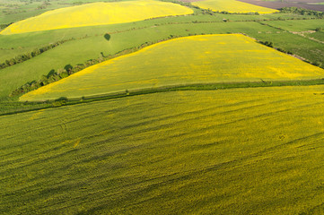 Aerial view on yellow fields