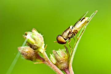 fruit fly on green leaf