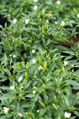 Chili peppers on the tree