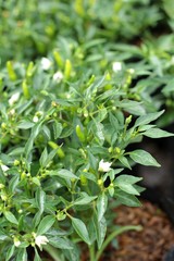 Chili peppers on the tree
