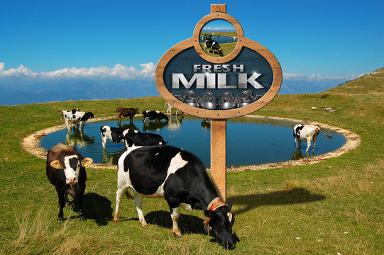 Fresh Milk - Wooden Sign with Grazing Cows