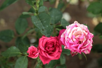 Vintage roses at the nature