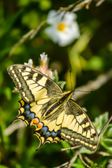 Papilio machaon - swallowtail