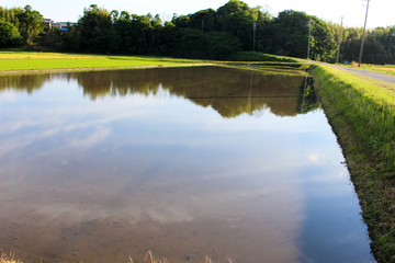 田圃に映る景色と道