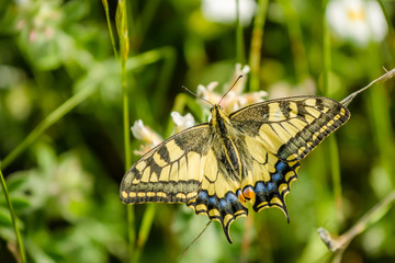 Papilio machaon - swallowtail