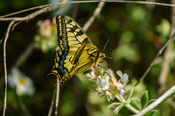 Papilio machaon - swallowtail