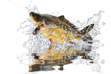 Fische 91