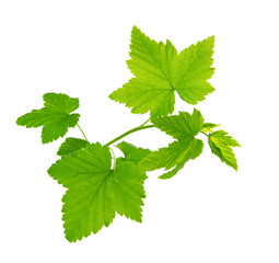 Green currant leaves isolated.