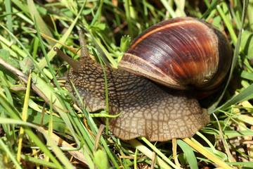 Snail