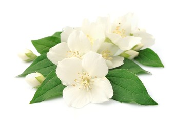 Jasmin flowers closeup on white
