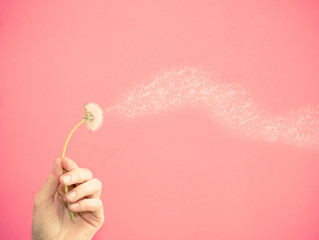 Dandelion spreading leaves in the wind on a pink background