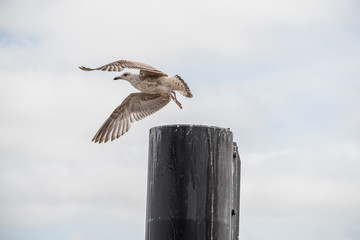 Obraz premium eine Möwe startet von einem Pfahl