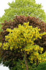 Baum mit dreifach Farbe