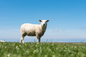 Schaf oben auf dem Deich