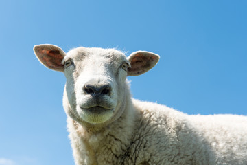 Portrait eines Schafes