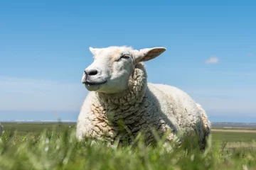 Fond de hotte en verre imprimé Moutons moutons, sur, pré, dans, ciel bleu