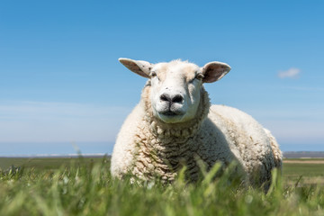 sitzendes Schaf auf der Wiese