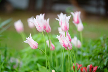 The image of the tulip