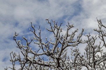 View of frozen and snow covered tree.