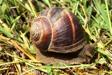 Snail