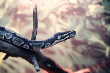 The image of a snake