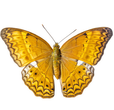 Isolated common yeoman butterfly on white background