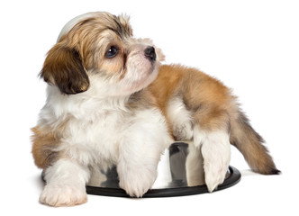 Cute hungry Havanese puppy dog is lying on a metal food bowl