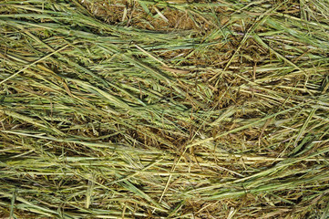 Close up ewly mown grassin the countryside of Apulia