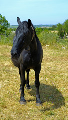 Horse of the Murgia in the countryside of Apulia