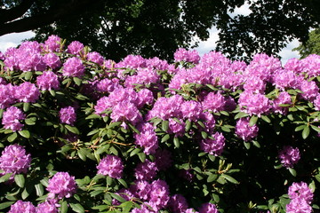 "Rhododendren"