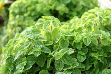 Pepper mint leaves at the nature