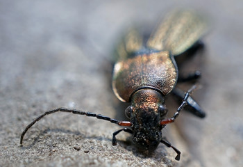 Dead beetle closeup outdoors