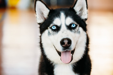 Close Up Head Young Happy Husky Puppy Eskimo Dog, Blue Eyes