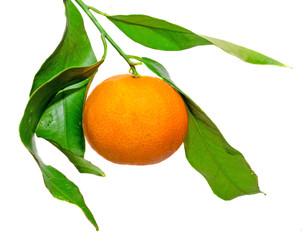 The mandarin orange, Citrus reticulata, mandarin