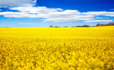 Obraz premium Rapsfeld in Blüte vor blauem Himmel