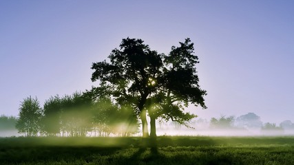 Dąb w porannej mgle © Rafał Okraj