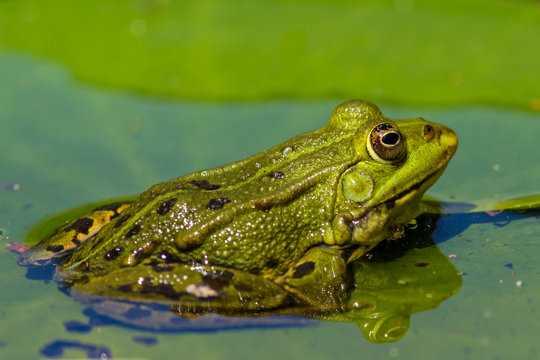green frog (Rana esculenta)