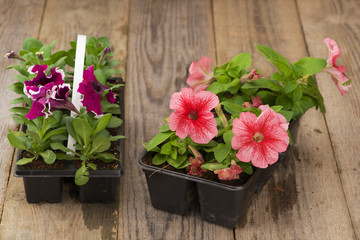 Two plastic flowerpots with pink and violet petunia seedlings.