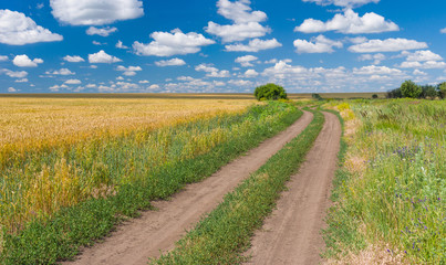 Fototapeta na wymiar Ukrainian rural landscape with wheat field and dirty road