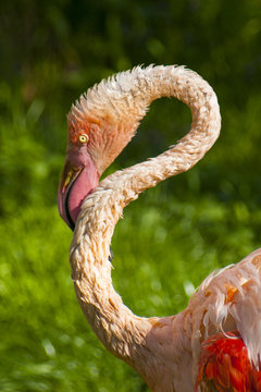 Pink flamingo close-up in Singapore zoo